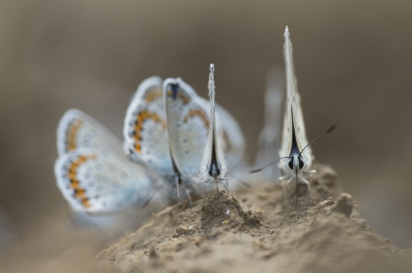 Wikkeblauwtje