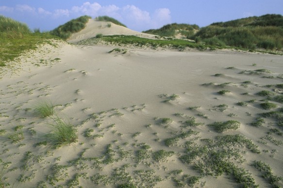Duinen