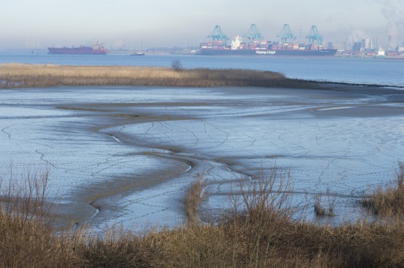Schor langs de Schelde.