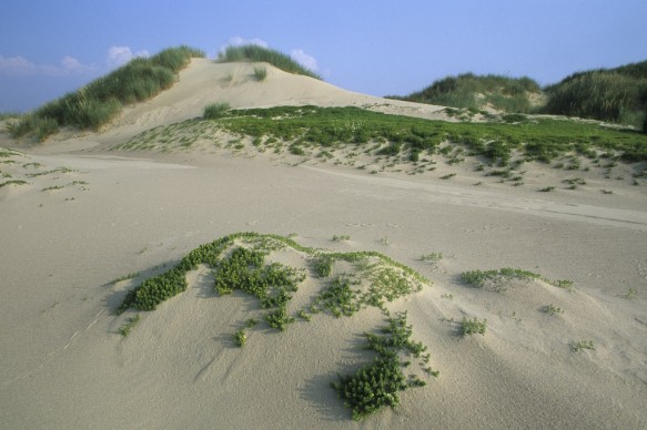 Duinen