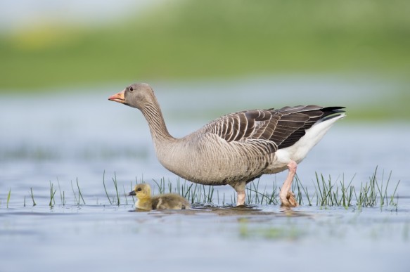 Grauwe gans