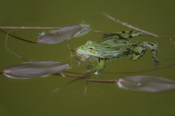 Groene kikker, bastaard kikker, middelste groene kikker