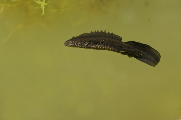 Kamsalamander of grote watersalamander