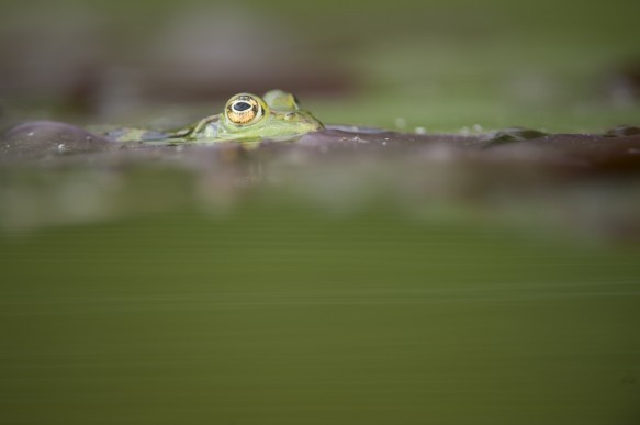 Groene kikker, bastaard kikker, middelste groene kikker