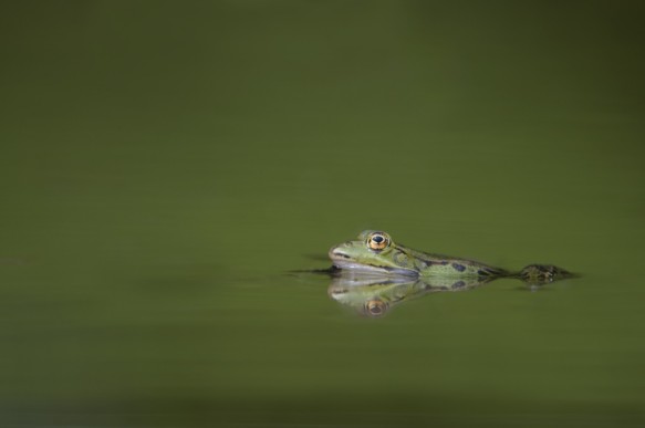 Groene kikker, bastaard kikker, middelste groene kikker