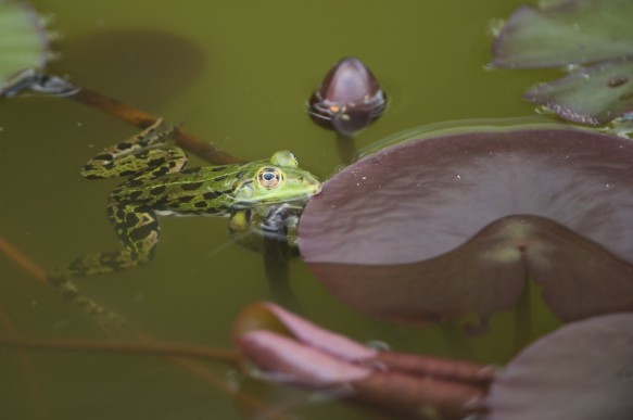 Groene kikker, bastaard kikker, middelste groene kikker