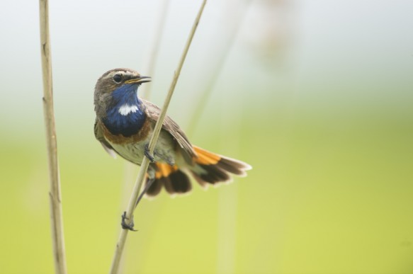 Blauwborst