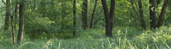 Wilgenbos