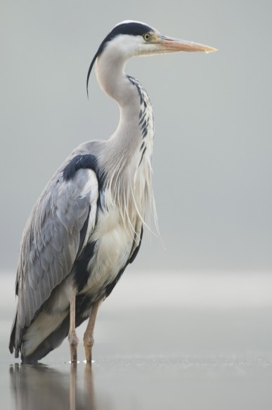 Blauwe reiger