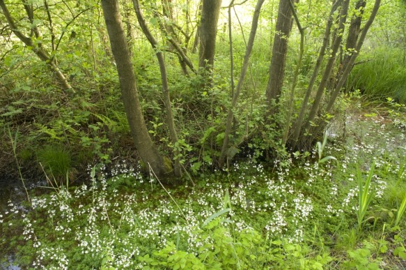 Stopersbos
