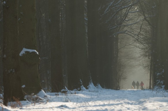 Wandelaars in het bos.
