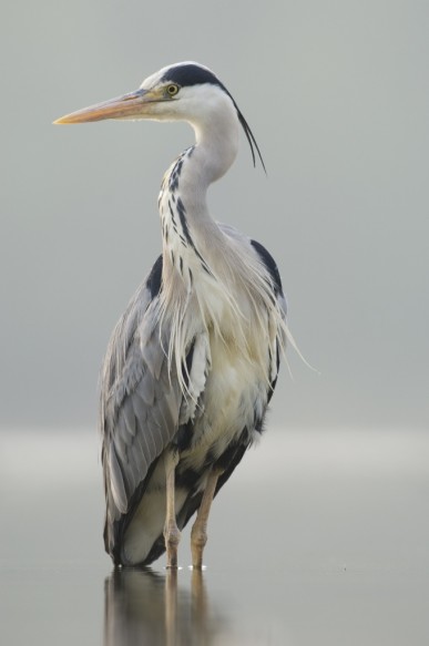 Blauwe reiger