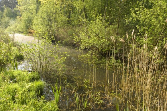 Stropersbos