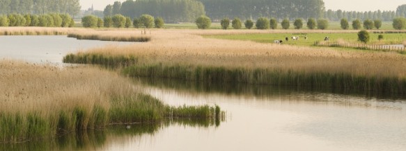 Vlaamse kreek