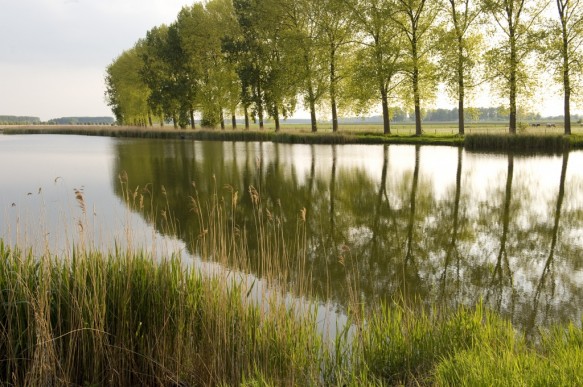 Vlaamse kreek