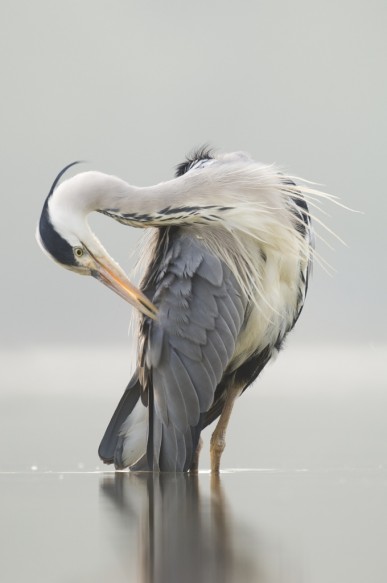 Blauwe reiger