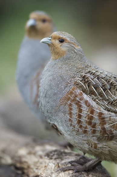 Patrijs