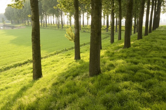 Polderdijk.