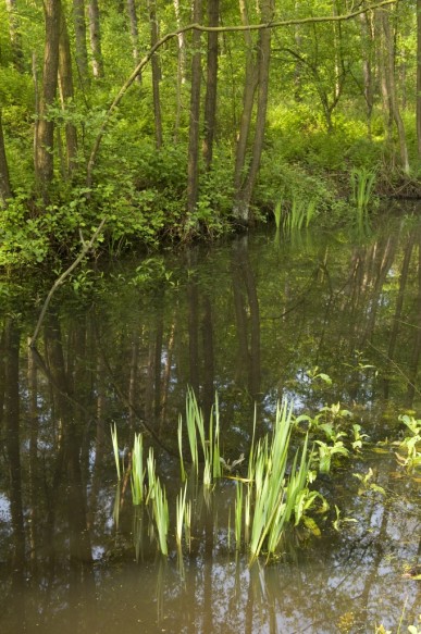 Stopersbos