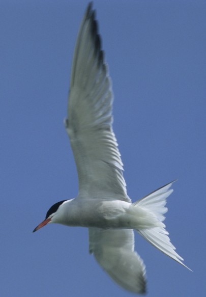 Visdief