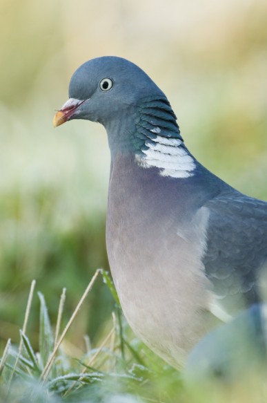 Houtduif