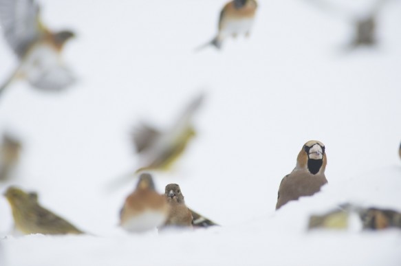 Appelvink en kepen