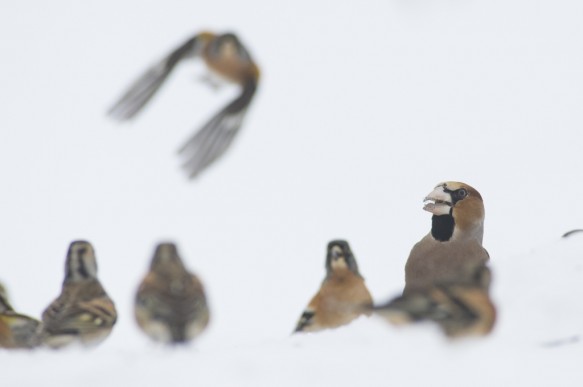 Appelvink en kepen