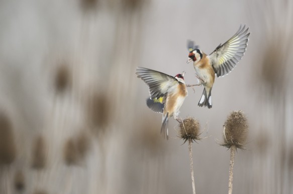 Putter of distelvink.