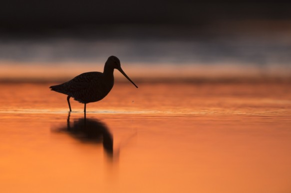 Grutto