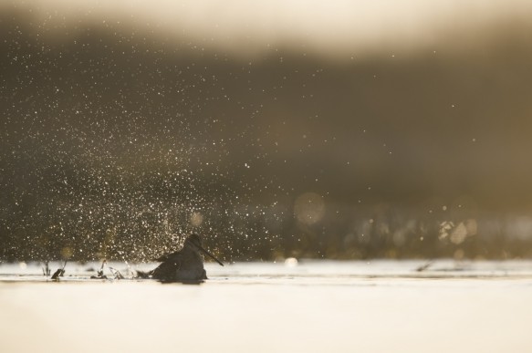 Watersnip