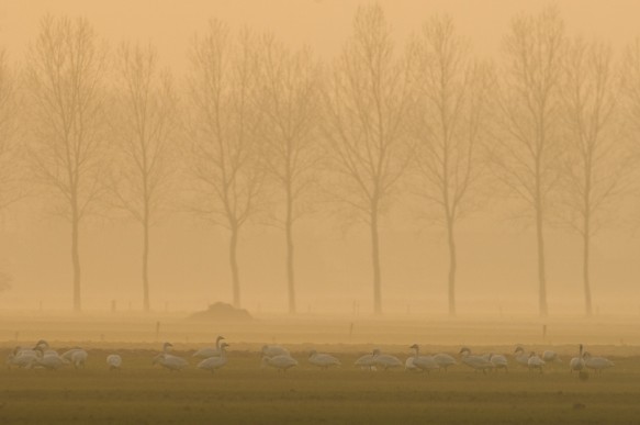 Kleine zwanen