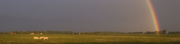 Regenboog