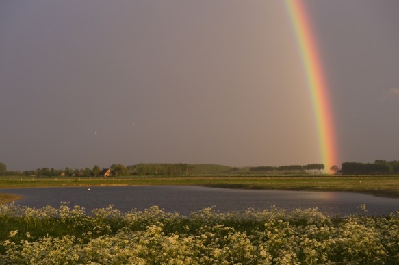 Regenboog