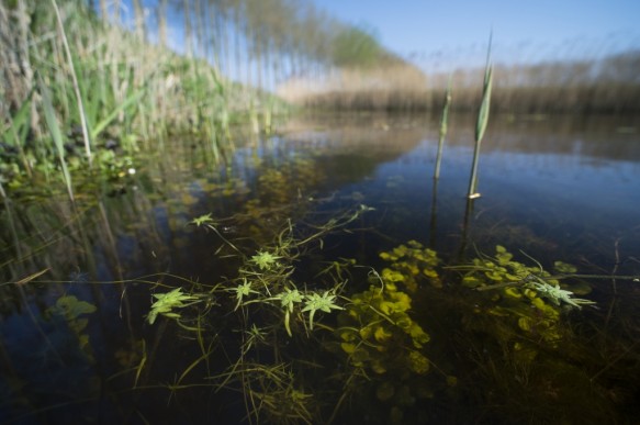 Zonnekreek